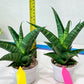 Sansevieria Black Diamond (#35) | Rare Import | Hybrids