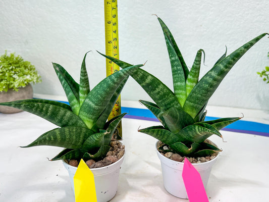 Sansevieria Black Diamond (#35) | Rare Import | Hybrids