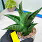 Sansevieria Black Diamond (#35) | Rare Import | Hybrids