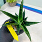 Sansevieria Black Diamond (#35) | Rare Import | Hybrids