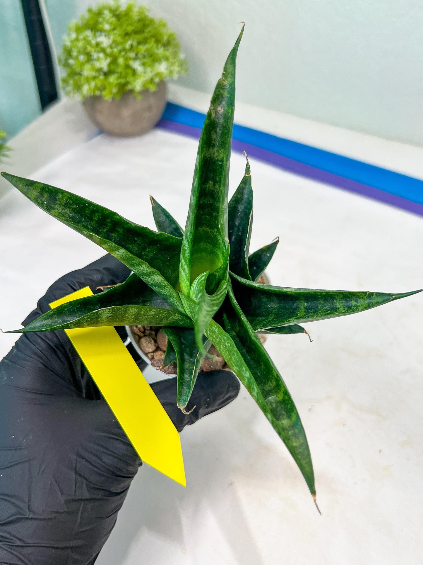 Sansevieria Black Diamond (#35) | Rare Import | Hybrids