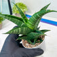Sansevieria Black Diamond (#35) | Rare Import | Hybrids