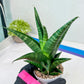 Sansevieria Black Diamond (#35) | Rare Import | Hybrids