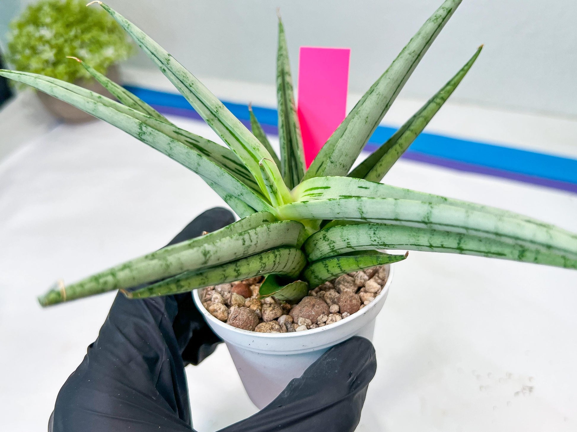 Sansevieria Cinta (#H36) | Imported Hybrids