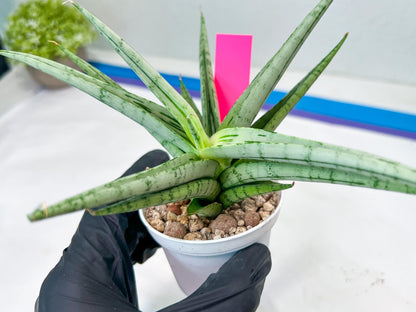 Sansevieria Cinta (#H36) | Imported Hybrids