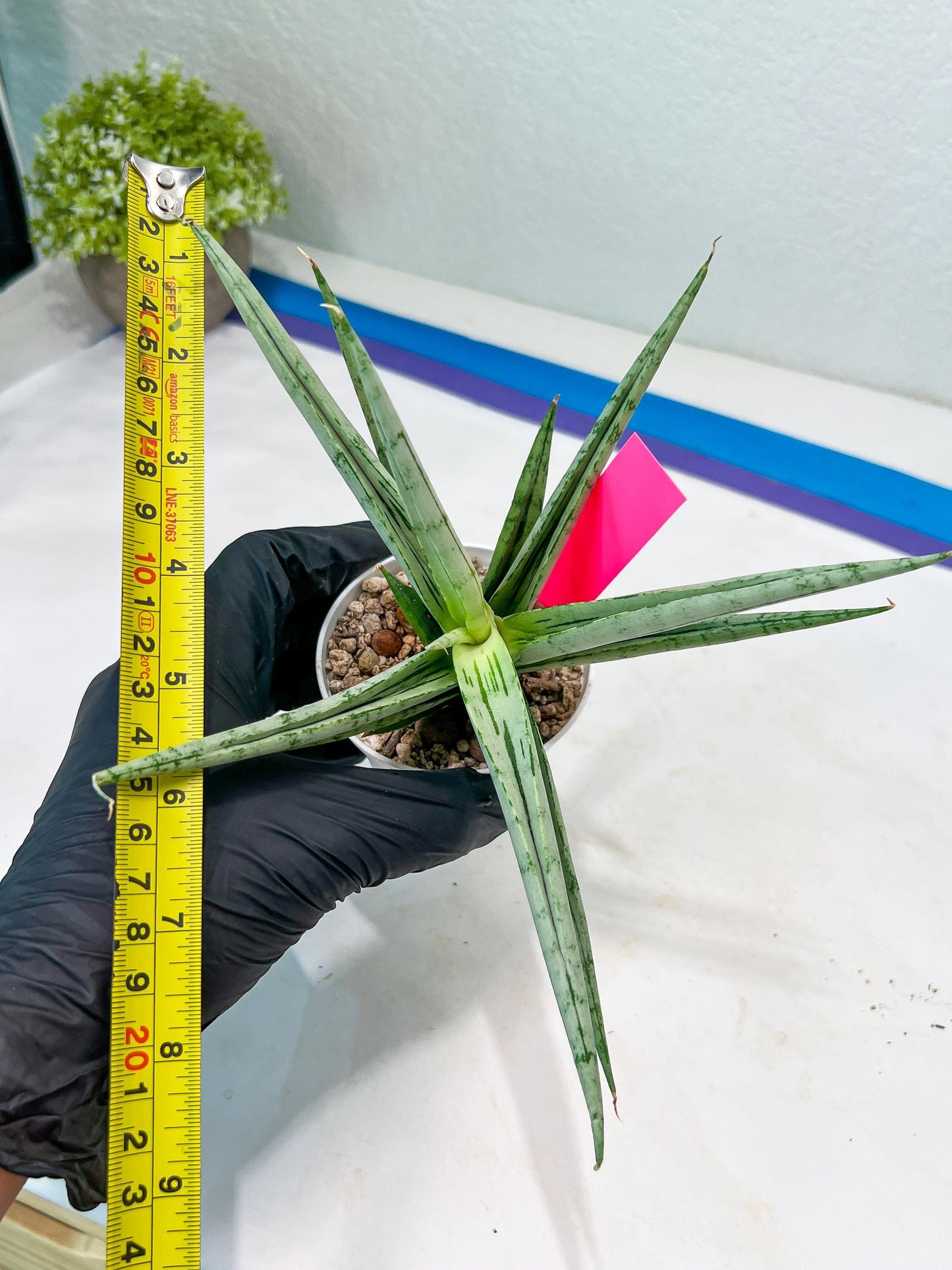 Sansevieria Cinta (#H36) | Imported Hybrids