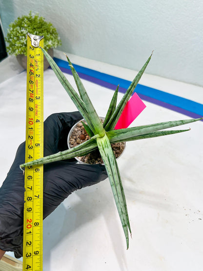 Sansevieria Cinta (#H36) | Imported Hybrids