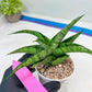 Sansevieria Dampit (#H37) | Imported New Hybrids