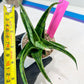 Sansevieria Dampit (#H37) | Imported New Hybrids
