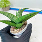 Sansevieria Dampit (#H37) | Imported New Hybrids