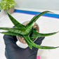 Sansevieria Dampit (#H37) | Imported New Hybrids