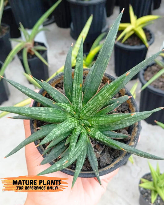 Sansevieria fenomenal creasted (#H38) | Imported Hybrids