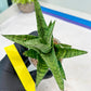 Sansevieria Galaxy (#H39) | Imported Hybrids