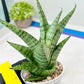 Sansevieria Galaxy (#H39) | Imported Hybrids