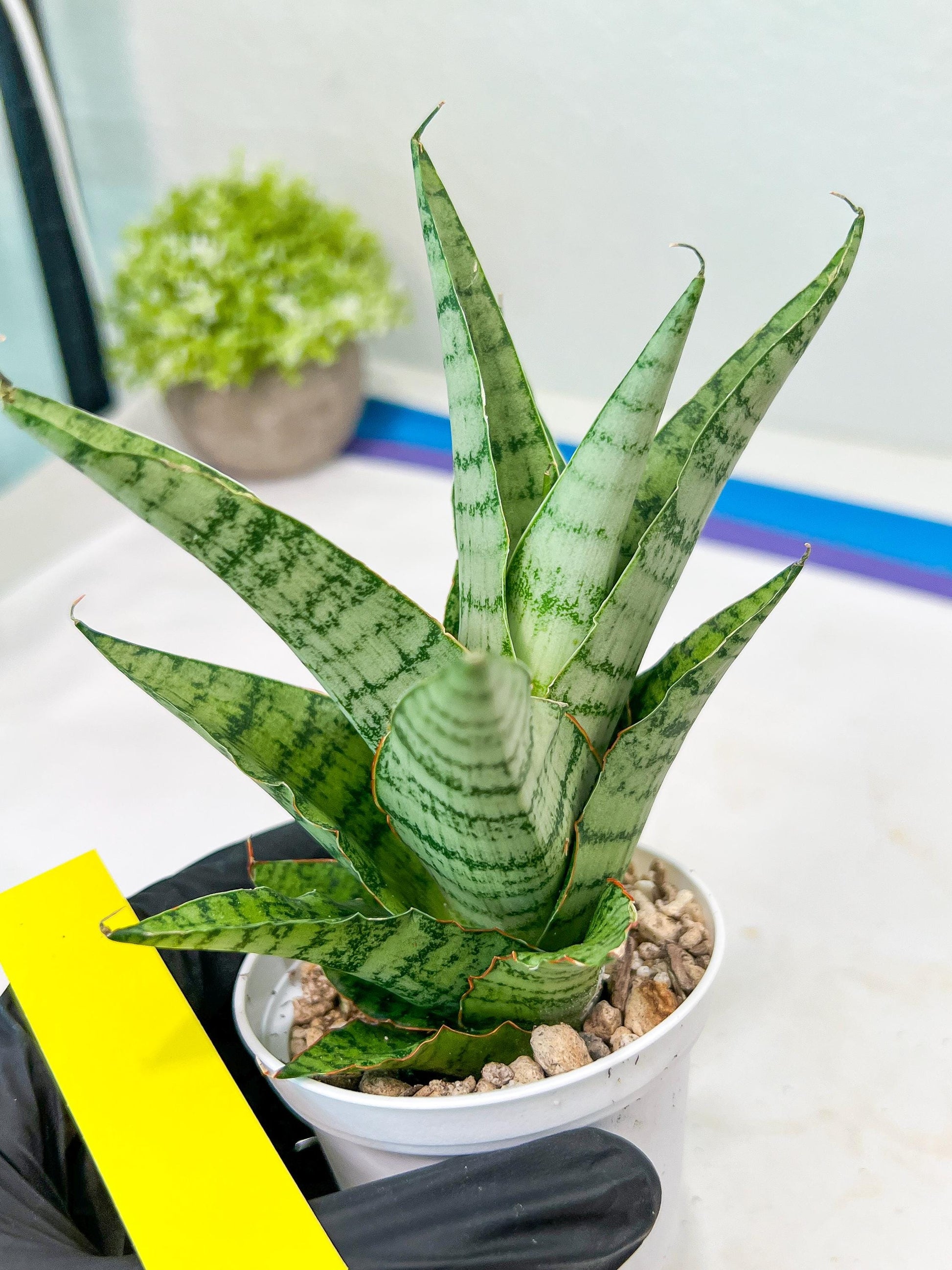 Sansevieria Galaxy (#H39) | Imported Hybrids