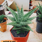 Sansevieria Kahyangan (#H40) | Imported Hybrids