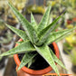 Sansevieria Kahyangan (#H40) | Imported Hybrids