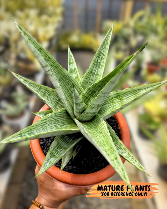 Sansevieria Kahyangan (#H40) | Imported Hybrids