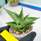 Sansevieria Kahyangan (#H40) | Imported Hybrids