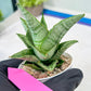 Sansevieria Kahyangan (#H40) | Imported Hybrids