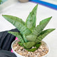 Sansevieria Kahyangan (#H40) | Imported Hybrids