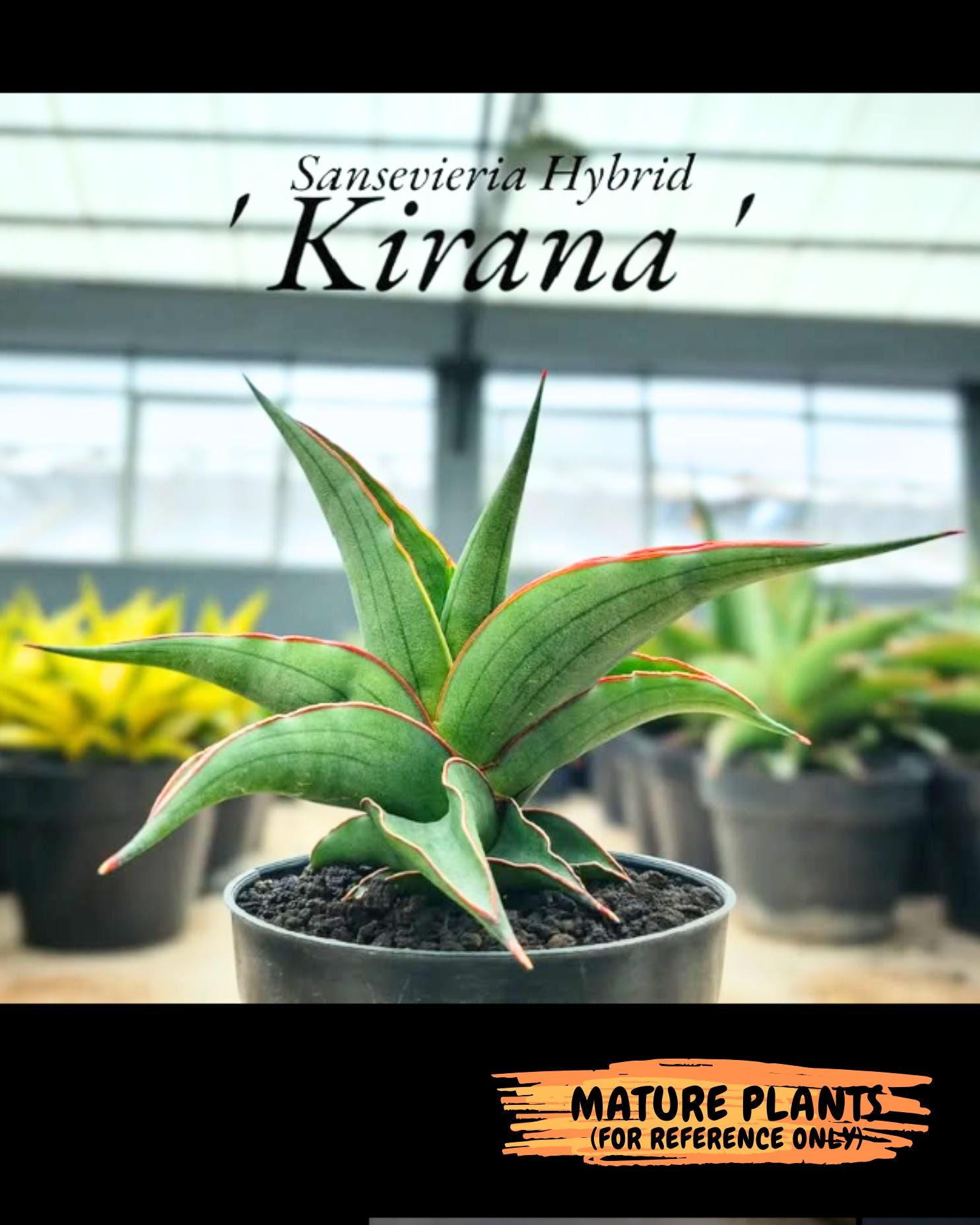 Sansevieria Kirana (#H42) | Imported Hybrids