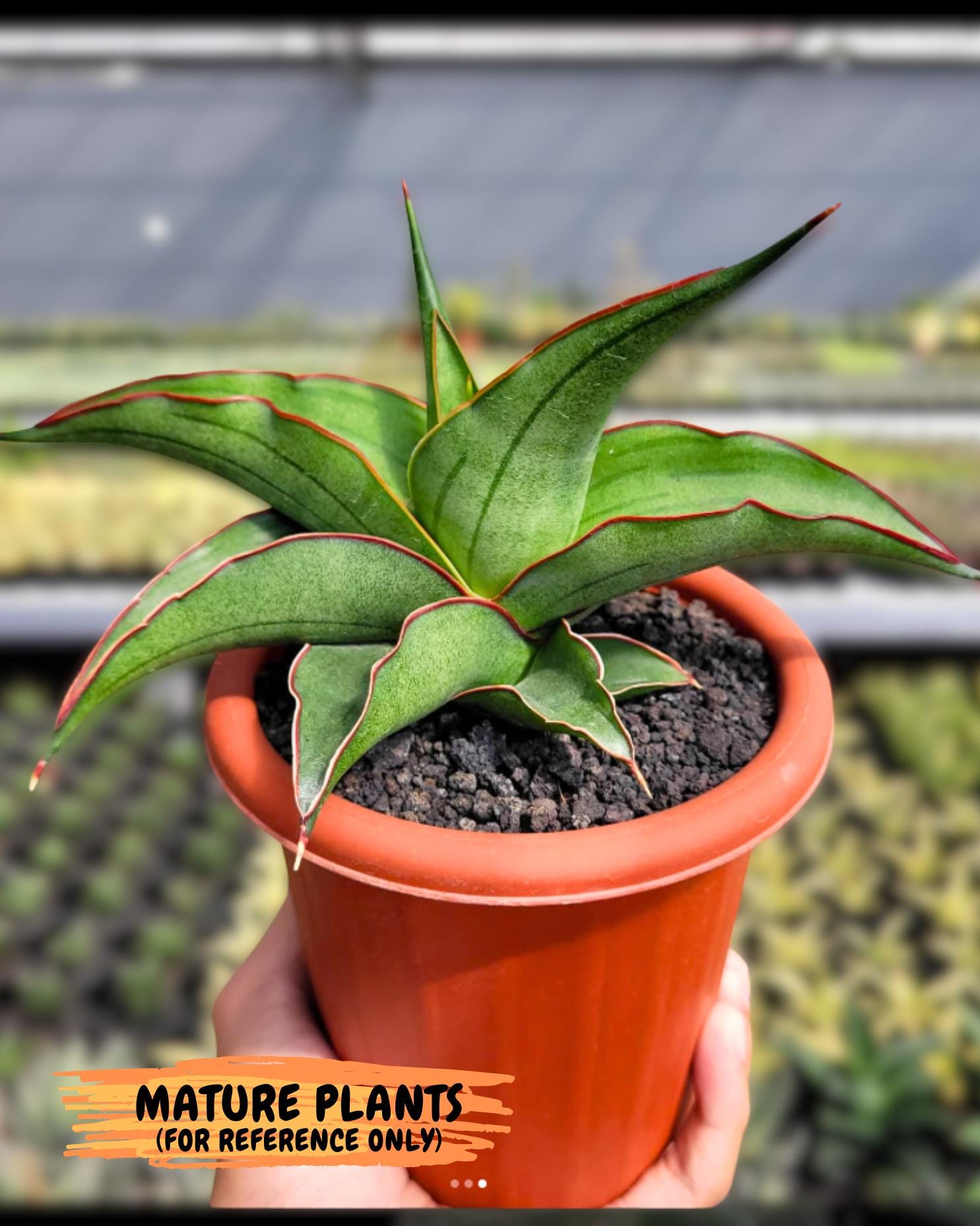 Sansevieria Kirana (#H42) | Imported Hybrids