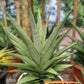 Sansevieria Kumara (#H41) | Imported Hybrids