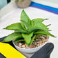 Sansevieria Kumara (#H41) | Imported Hybrids