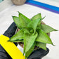 Sansevieria Kumara (#H41) | Imported Hybrids