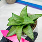 Sansevieria Kumara (#H41) | Imported Hybrids