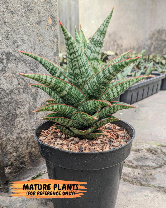 Sansevieria Samosir (H29) | Imported Hybrid