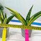 Sansevieria Marsha Anjani variegated (#H44) | Imported Plants