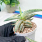 Sansevieria BLUE Cone White Variegated | Snake Plant | Rare Imported Plants