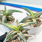Sansevieria BLUE Cone White Variegated | Snake Plant | Rare Imported Plants