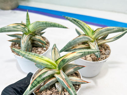 Sansevieria BLUE Cone White Variegated | Snake Plant | Rare Imported Plants