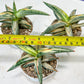 Sansevieria BLUE Cone White Variegated | Snake Plant | Rare Imported Plants