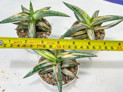 Sansevieria BLUE Cone White Variegated | Snake Plant | Rare Imported Plants