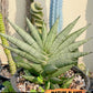 Sansevieria Manja (#H43) | Imported Hybrids