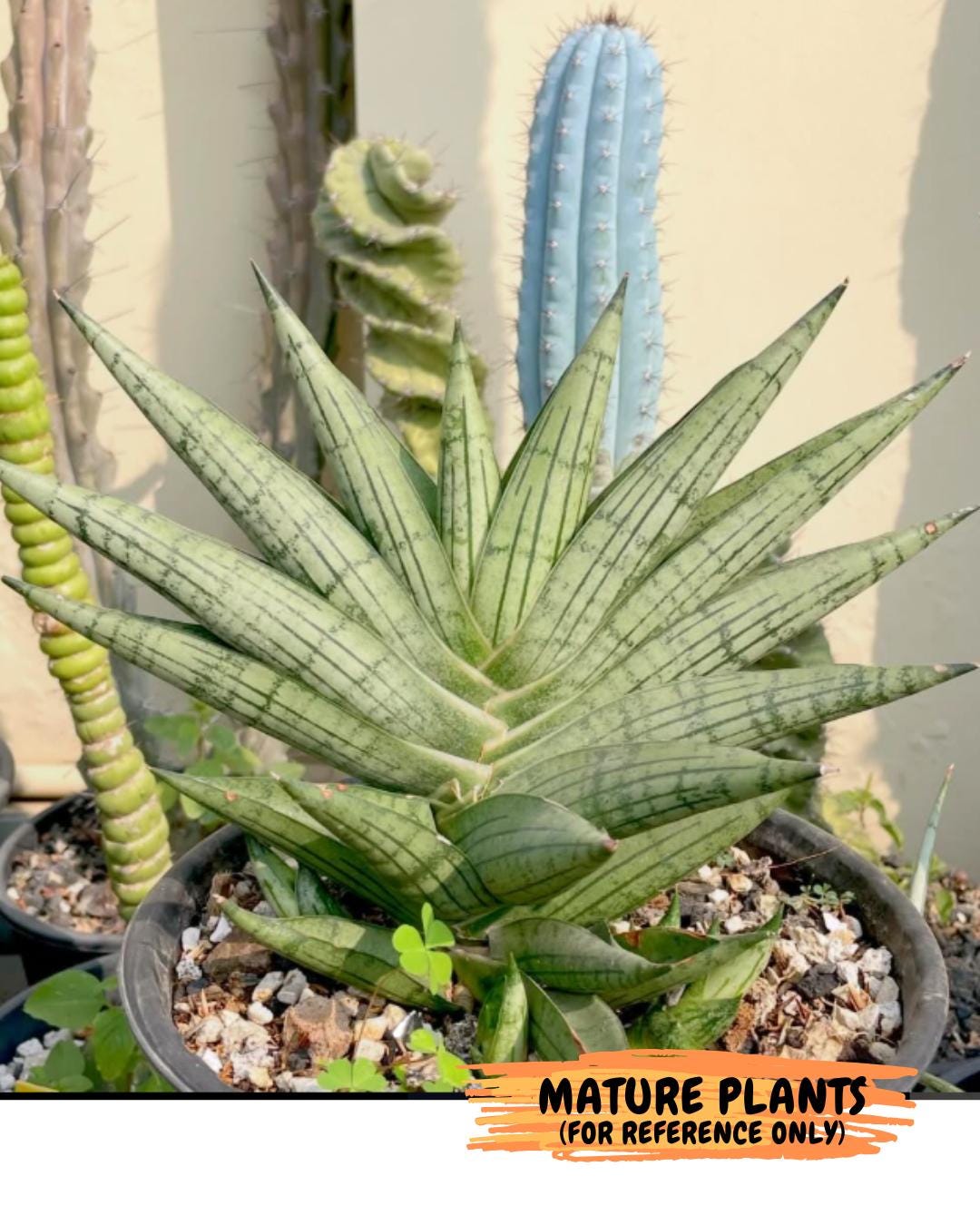 Sansevieria Manja (#H43) | Imported Hybrids