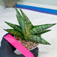 Sansevieria Manja (#H43) | Imported Hybrids