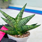 Sansevieria Manja (#H43) | Imported Hybrids
