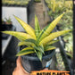 Sansevieria Marsha Anjani variegated (#H44) | Imported Plants