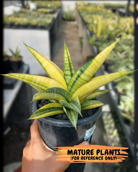 Sansevieria Marsha Anjani variegated (#H44) | Imported Plants