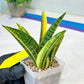 Sansevieria Marsha Anjani variegated (#H44) | Imported Plants