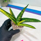 Sansevieria Marsha Anjani variegated (#H44) | Imported Plants