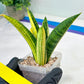 Sansevieria Marsha Anjani variegated (#H44) | Imported Plants