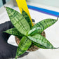 Sansevieria Pandawa (#H45) | Imported Snake Plant