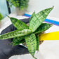 Sansevieria Pandawa (#H45) | Imported Snake Plant