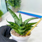 Sansevieria Pandawa (#H45) | Imported Snake Plant